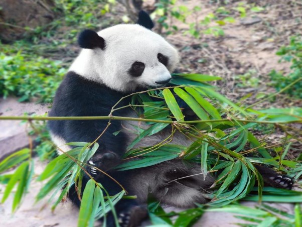 熊貓吃竹(4)