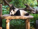 成都九寨溝黃龍四姑娘山熊貓樂園或都江堰峨眉山全景樂山大佛2+1頭等艙100%真純玩四川王炸8日游
